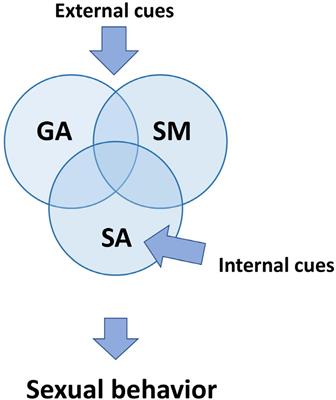 Frontiers Neurophysiology of male sexual arousal Behavioral